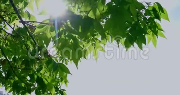 晴天的树叶有文字的地方视频的预览图