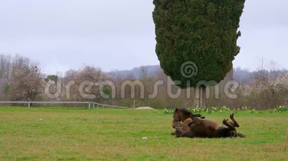 两匹棕色的马在草坪上吃草背景是绿树视频的预览图