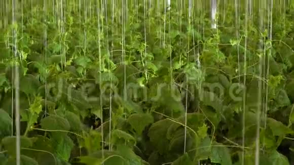 巨大黄瓜温室内景视频的预览图