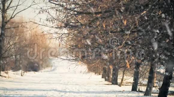 落雪下的公园小巷视频的预览图