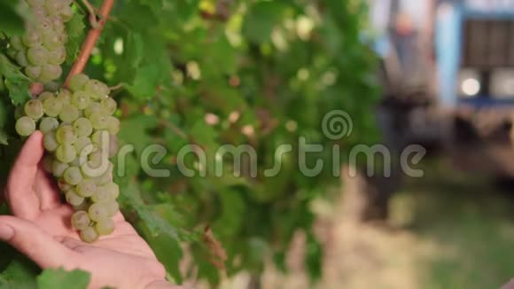 熟透的葡萄在藤上为准备白葡萄酒切下一串酒手中一人男人手割刷子视频的预览图