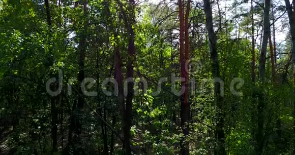 林中绿树成荫视频的预览图