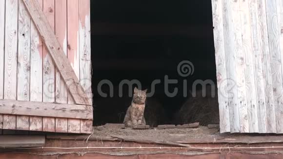 猫坐在阁楼里的干草堆里视频的预览图