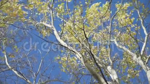 秋天的树梢视频的预览图