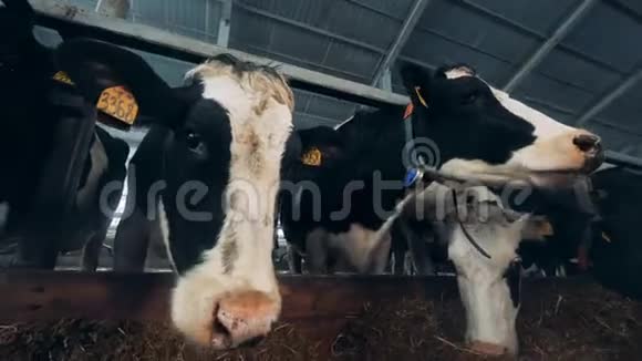 黑白母牛站在牛棚里吃干草视频的预览图