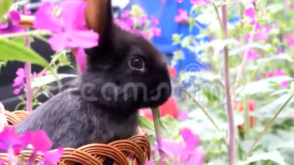 可爱的小黑兔坐在篮子里吃春天的花复活节的概念视频的预览图