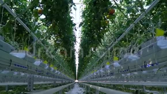 不同的西红柿在温室里生长视频的预览图