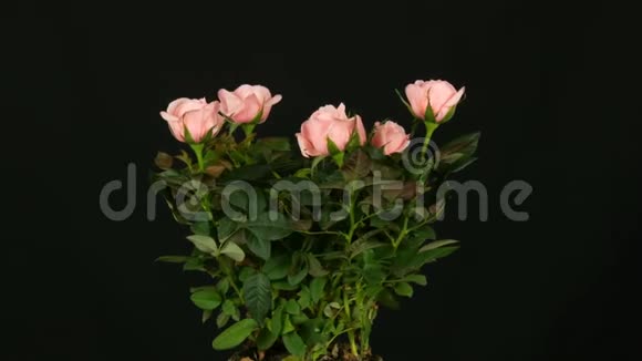 在黑色背景上旋转的花盆里美丽的鲜嫩的盛开的粉红色玫瑰花蕾视频的预览图