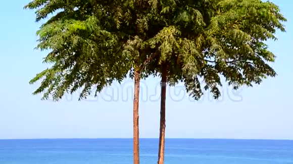 美丽的海景碧海蓝天背景上的孤树视频的预览图