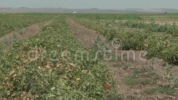 一串红色西红柿视频的预览图