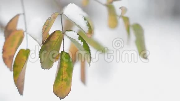 树叶上的雪1视频的预览图