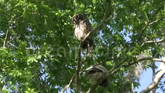一只巴利德猫头鹰它的猫头鹰在树上视频的预览图
