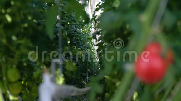 温室里的一排植物后面有两个西红柿视频的预览图