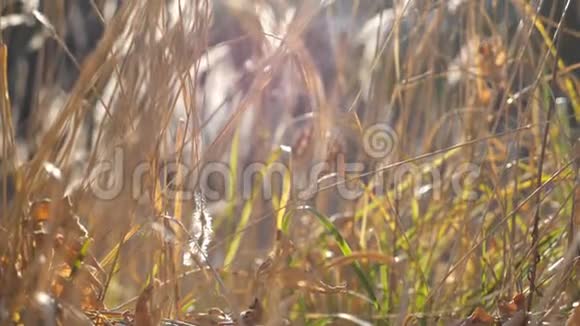温暖的夏日阳光照亮了野草阳光下草地植物的特写镜头明亮的阳光照耀着浓密的干燥视频的预览图