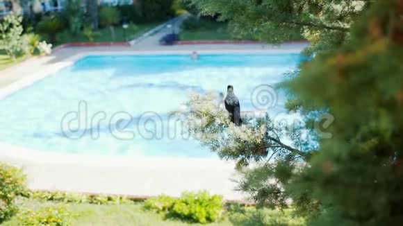 一只乌鸦坐在云杉上游泳池的背景上视频的预览图