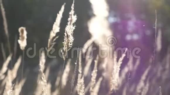 镜头穿过高野草温暖的夏日阳光照亮了草甸植物明亮的阳光照亮干燥视频的预览图