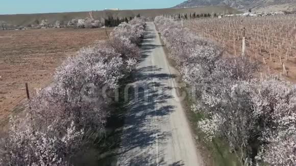 一架四翼飞机在公路上飞过山野间开着花的杏仁视频的预览图