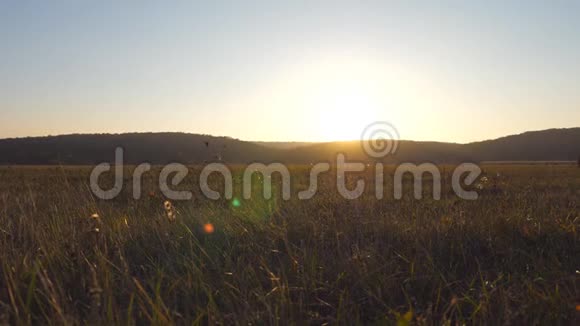 骑摩托车的人穿过大田野背景是美丽的日落温暖的夏日阳光照亮了绿色的植被视频的预览图