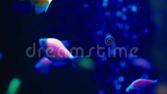 水族箱中慢动作的彩色荧光球鱼丹尼奥视频的预览图