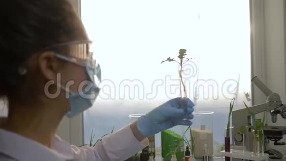 科学研究员将化学物质放入实验实验室中的转基因植物试管中视频的预览图