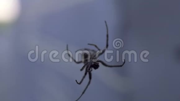 蜘蛛网络特写危险的可怕昆虫蜘蛛恐惧症荒野视频的预览图