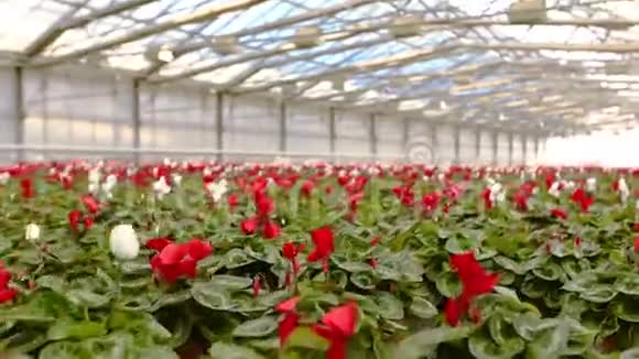 盆栽花卉出售一个大型现代化温室鲜花出售视频的预览图