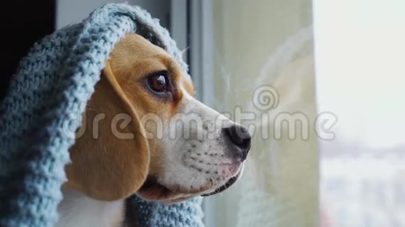 可爱的狗比格尔坐在蓝色的毯子里望着窗外等待主人慢动作特写视频的预览图