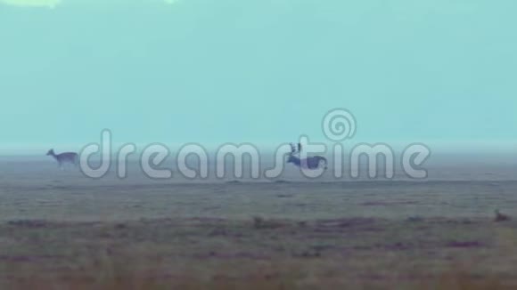 浅鹿雄鹿奔跑母鹿视频的预览图