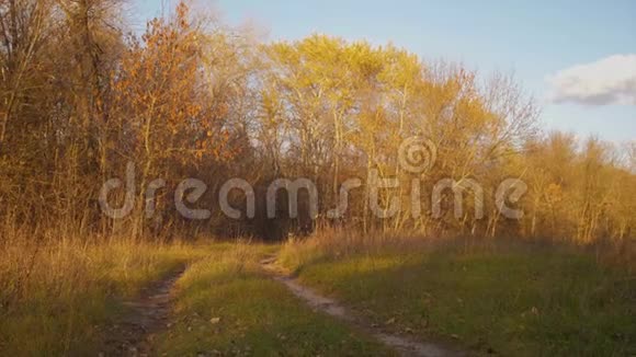 美丽的猎狗在秋天的森林里沿着道路奔跑慢动作视频的预览图