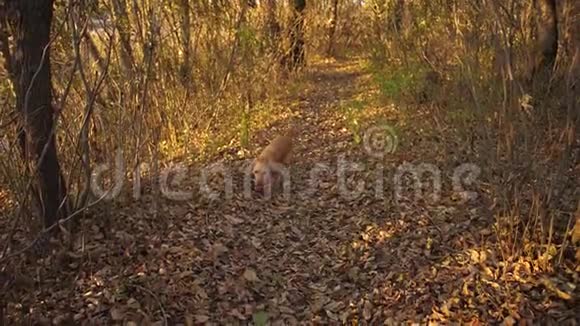 猎狗在秋天森林公园散步视频的预览图