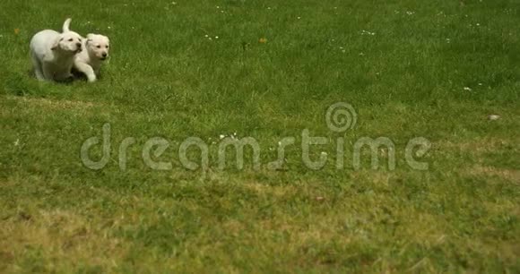 黄色拉布拉多猎犬草坪上奔跑的小狗法国的诺曼底慢动作视频的预览图