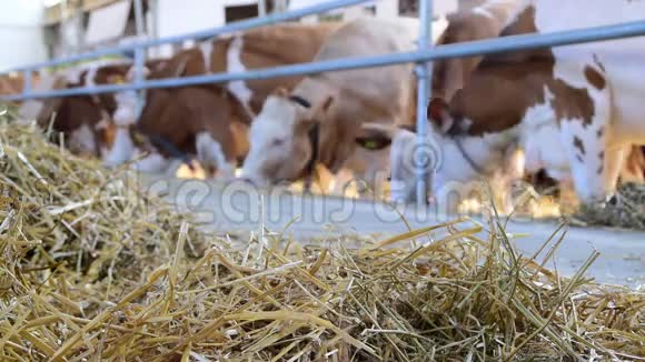 在谷仓里吃东西的干草和奶牛视频的预览图