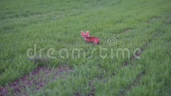 可爱的滑稽狗吉娃娃在绿色的田野里奔跑慢动作视频的预览图