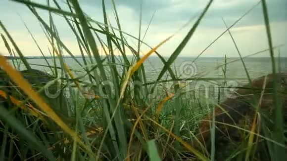 波罗的海日落时前景的石岸上长满了绿草的芦苇视频的预览图