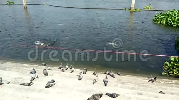 河岸楼梯上的鸽子笼河中的鱼群视频的预览图