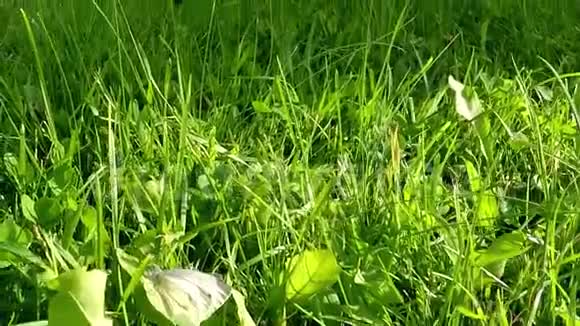 蝴蝶从绿色的草坪上向天空翱翔视频的预览图