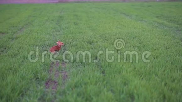 可爱的滑稽狗吉娃娃在绿色的田野里奔跑慢动作视频的预览图