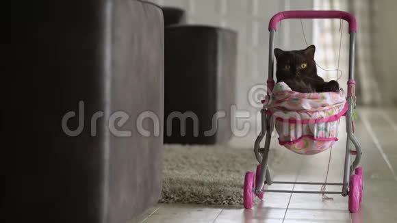 英国一只猫躺在五颜六色的婴儿车里坐在手推车里的玩家猫视频的预览图