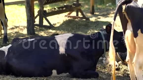 荷斯坦奶牛群在围场休息视频的预览图