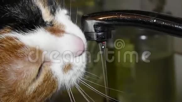 洗脸盆里的五彩猫饮水视频的预览图