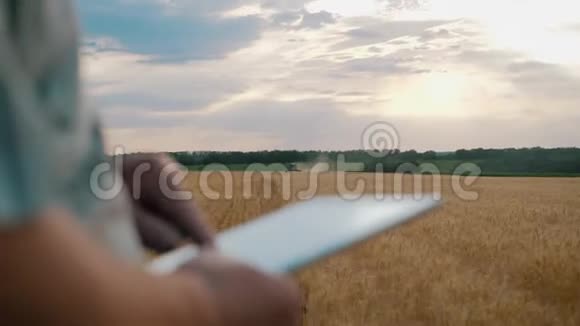 在日落时分在一片麦田里站着的资深农民利用现代农业技术利用现代农业视频的预览图