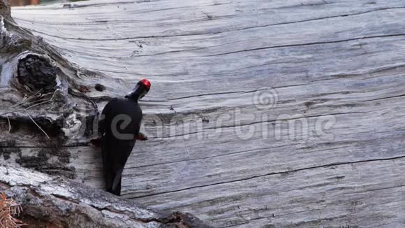 纤毛啄木鸟捕食食物视频的预览图