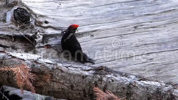 啄木鸟在死树上觅食视频的预览图