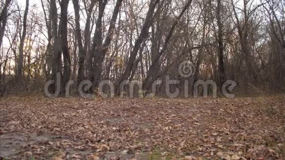 美丽的狗在秋天公园的枯叶上跑向主人慢动作视频的预览图