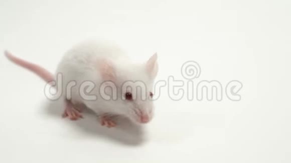 一种用于科学实验的白色实验室小鼠白化病关门视频的预览图