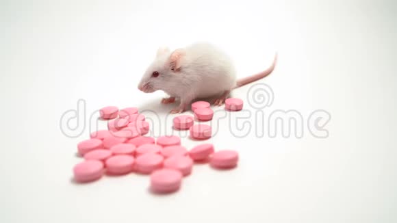 白色实验室老鼠旁边的粉红色药丸概念药物开发和试验医学研究视频的预览图
