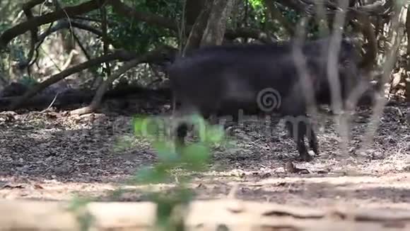 野猪动物哺乳动物森林HD视频的预览图