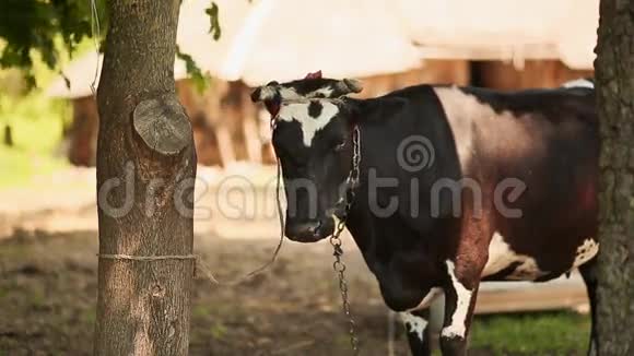 牛被绑在树上视频的预览图