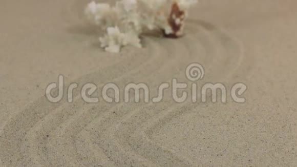 接近白珊瑚站在沙质线上走向地平线视频的预览图