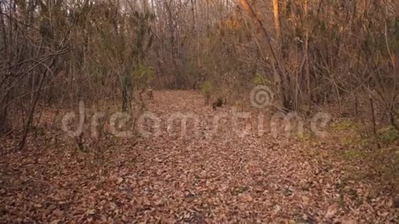 在秋天的森林里美丽的猎狗在枯叶上向主人奔跑慢动作视频的预览图